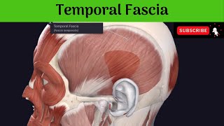 Temporal Fascia  Content Of Temporal Fossa  Attachments  Morphological Importance [upl. by Deegan]