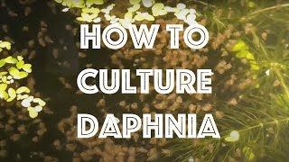 How To Culture Daphnia Magna [upl. by Ahseined]