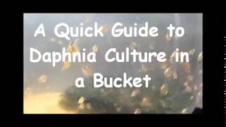 How to culture daphnia outside [upl. by Ellenrad]