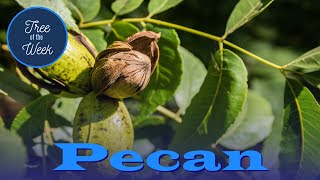 Tree of the Week Pecan [upl. by Rosenberg]