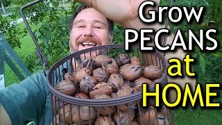 How to Grow Pecans at Home For Your Own Nut Tree Fruit 4k [upl. by Ransom]