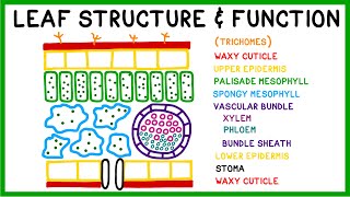 Leaf Structure and Function [upl. by Basham161]