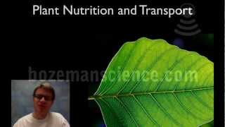 Plant Nutrition and Transport [upl. by Eikcin]