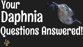 Daphnia Questions Answered [upl. by Lleval]