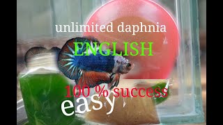 daphnia moina culture Easy way Unlimited production English  with sub Green water Chlorella [upl. by Kcirderfla683]