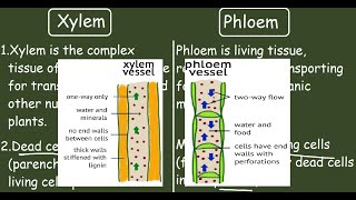 Xylem vs Phloem Quick differences and Comparison [upl. by Assenal134]