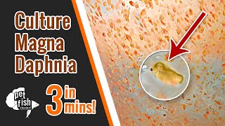 How to culture DAPHNIA MAGNA  The easy way [upl. by Joana706]