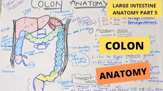 COLON ANATOMY  Large intestine anatomy part 5  Suyash shukla [upl. by Eimmas]