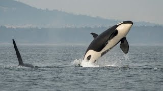 Saving the Orcas Special Report [upl. by Acinorav]