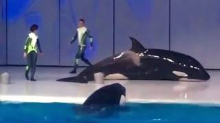 Moskvariums 3 Orcas Displaying Concerning Behavior [upl. by Dieter130]