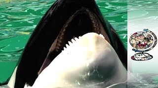 Freeing A Killer Whale Held Captive For 43 Years [upl. by Ytsirhk788]