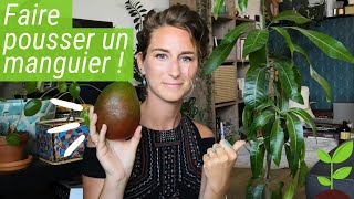 Comment faire germer un noyau de MANGUE [upl. by Rind]