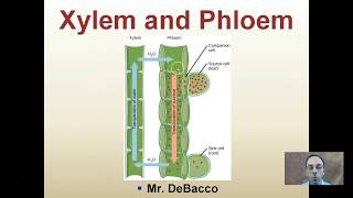 Xylem and Phloem [upl. by Mildred]