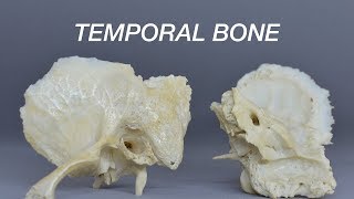 TEMPORAL BONE [upl. by Asum]