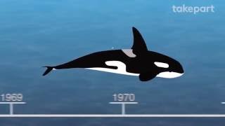 50 Years of Marine Mammal Captivity in 4 Minutes  CAPTIVE  TakePart [upl. by Gesner]