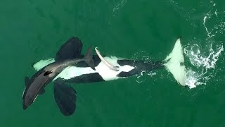 WILD KILLER WHALES SEXUAL BEHAVIOUR [upl. by Anayra]