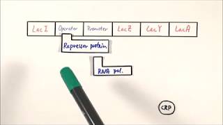 A2 Biology  Lac operon OCR A Chapter 192 [upl. by Bramwell716]