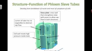 Phloem Structure and Function 2016 [upl. by Raffo]