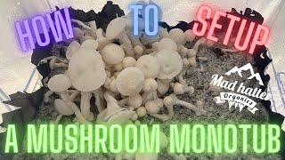 MUSHROOM MONOTUB SETUP [upl. by Lisab]