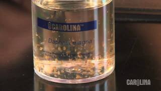 How to Care for Daphnia [upl. by Chiquia]