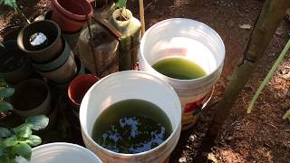 How to grow Green Water Algae [upl. by Erlewine]