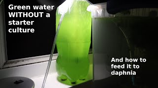 Green Water WITHOUT a Starter Culture  From Scratch  How To [upl. by Orth]