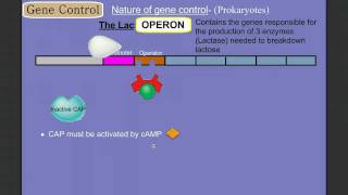 Gene Control Part 2 Prokaryotes The Operon [upl. by Morra]