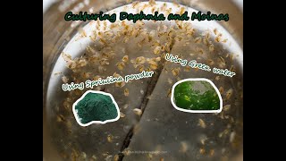 How To Culture Daphnia and Moinas using Green Water Spirulina powder [upl. by Kcaj]