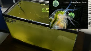 Raising Daphnia for the Freshwater Aquarium [upl. by Yarised]