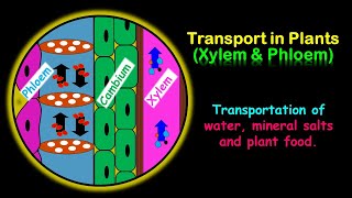 Transport in Plants Xylem amp Phloem [upl. by Juley876]