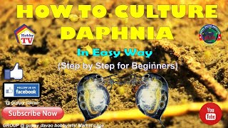 HOW TO CULTURE DAPHNIA In Easy Way [upl. by Nathanson]