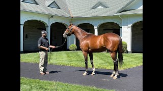 MyRacehorse quotBreeding Shedquot [upl. by Izak]