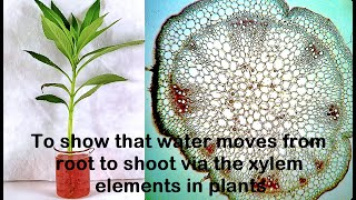 Water moves through Xylem Experiment [upl. by Wernsman]